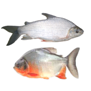 bocachico y cachama 12-11-19