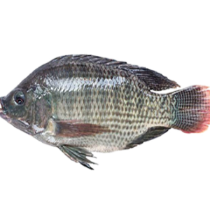 producto-tilapia-1